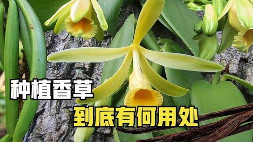 马达加斯加香草的应用价值