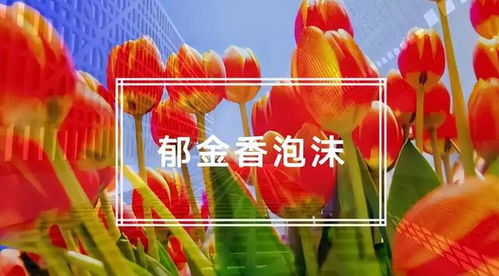 郁金香狂热的起源