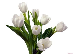 TULIP经济的现代启示