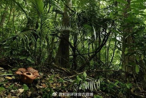 巴西雨林的生态价值与现状
